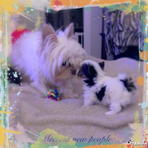 Finn and puppy, AKC Yorkies, Blonde Parti and Tricolor Parti Yorkshire terriers