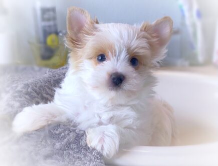 Blonde yorkie puppy for sale