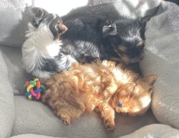 Yorkie puppies napping
