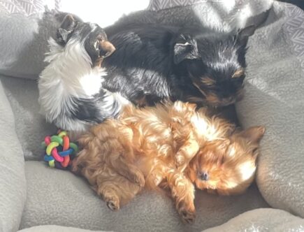 Yorkie puppies napping