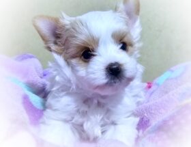 Blonde Particolor AKC Yorkshire Terrier puppy for sale in SC