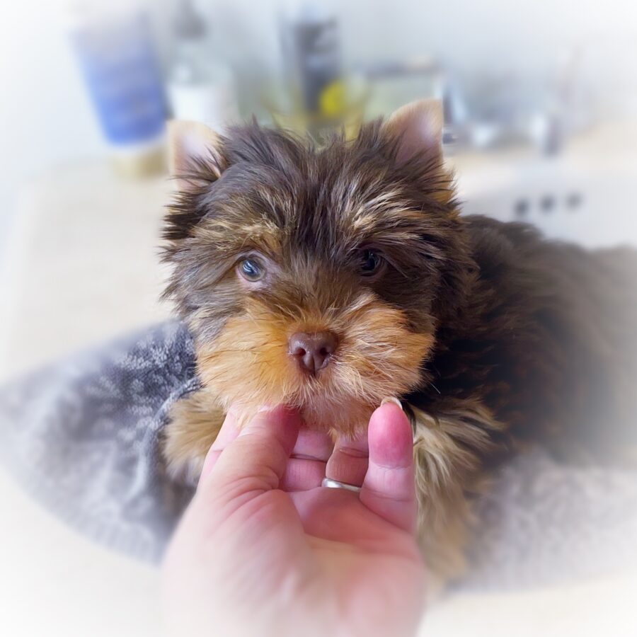 Chocolate yorkie puppy for sale