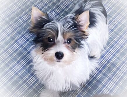 AKC Tricolor Yorkie Puppy for sale