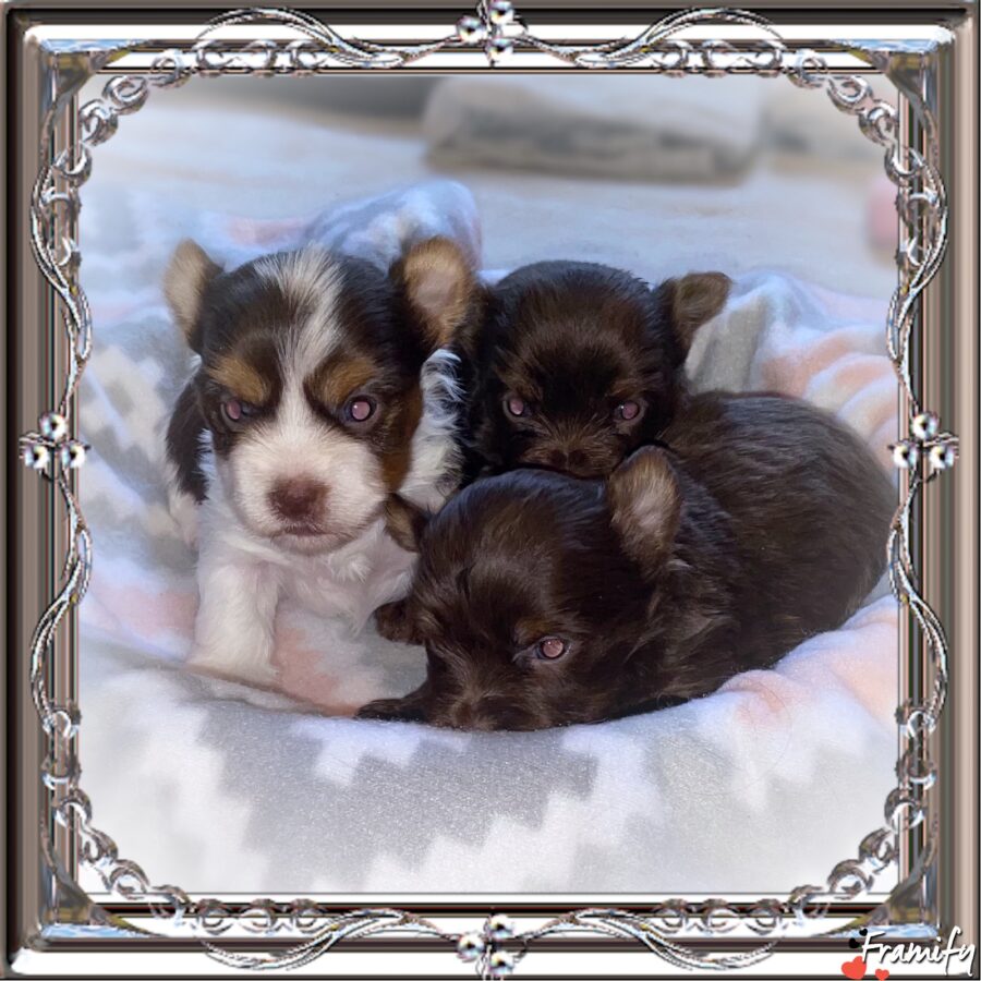 Tesla litter ready by Christmas! Chocolate AKC Yorkie puppies