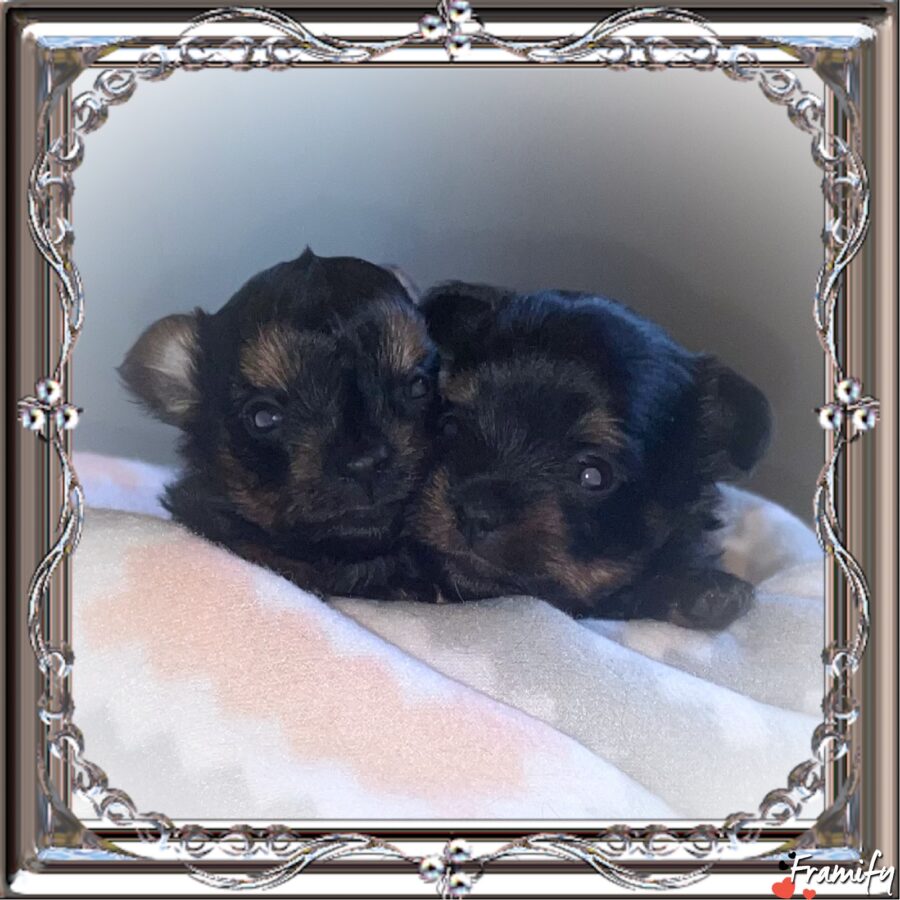 Buffy litter, AKC Traditional yorkie puppies for Christmas