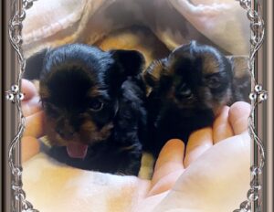 AKC Yorkie puppies for Christmas
