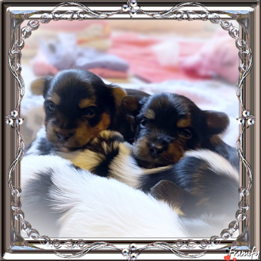 Iris litter AKC Tricolor and Traditional Yorkie puppies, ready for Christmas!