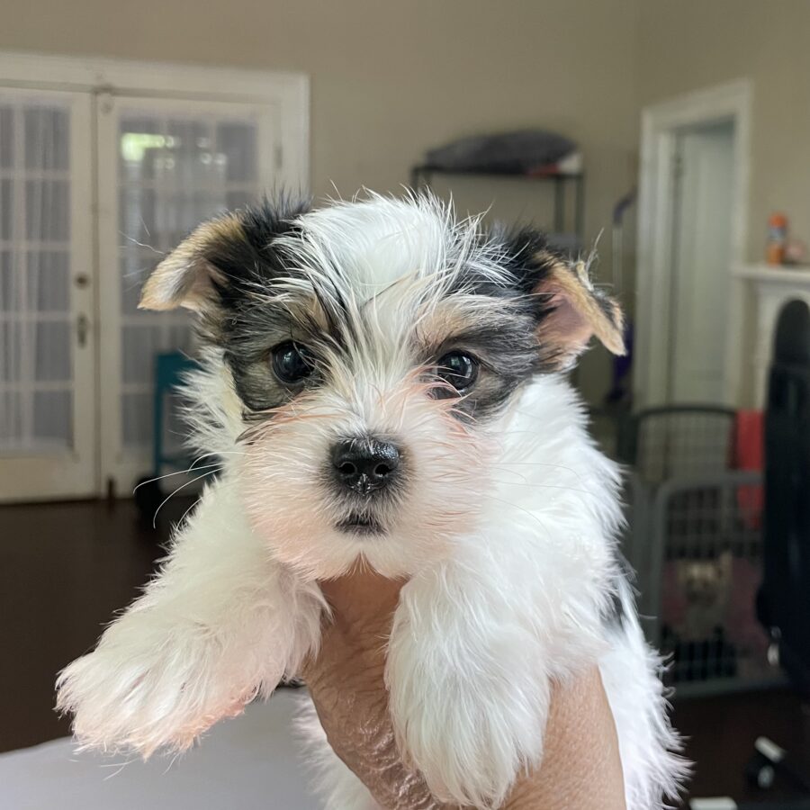 Female Yorkie puppies are available! Tricolor and Traditional.
