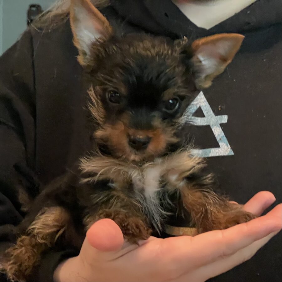 Traditional and Tricolor Female Yorkshire Terriers for sale