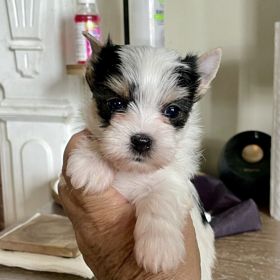 This lovely girl is available! Will be 12
wks on 05/12/26 (DOB 02/17) and ready for her new home! What a great Mothers Day gift she would be! $1750 with AKC reg, or $1500 w/o AKC reg.