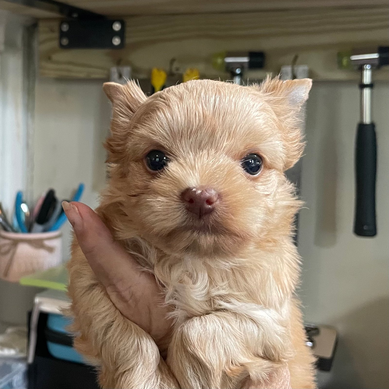 Blonde male Yorkie puppy for sale