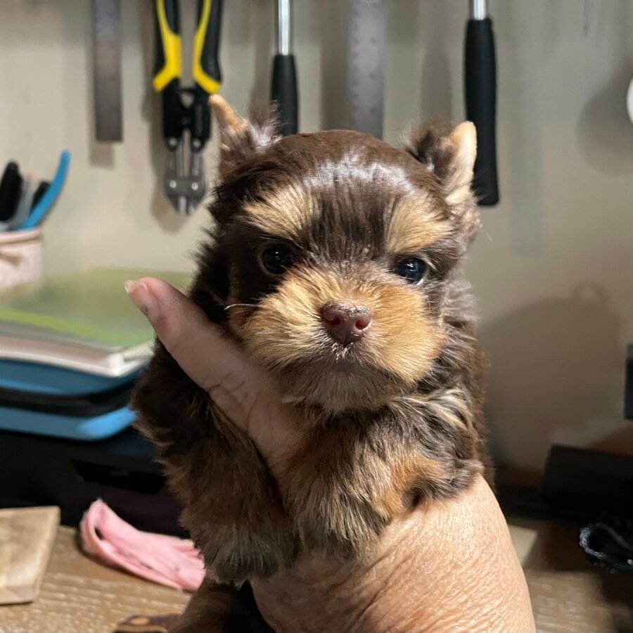 Chocolate Yorkie female puppy